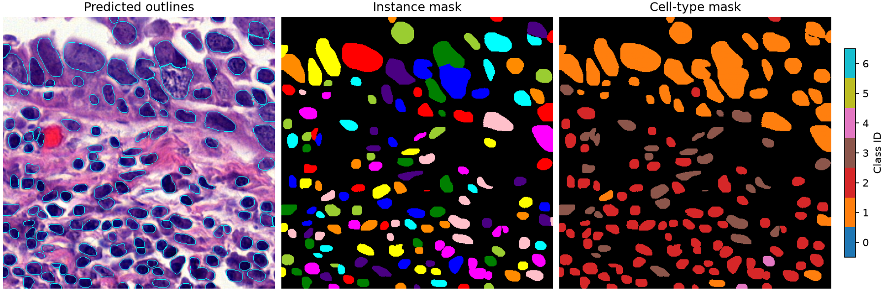 A tissue image with predicted nucleus outlines, beside a coloured instance mask and a cell-type mask with class IDs.